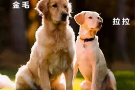 为何养拉布拉多的人比金毛犬多，金毛究竟输在哪里？图片