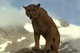 恐怖!BC小哥遭美洲狮伏击,舍命与野兽肉搏!前秒还在用手机拍视频图片