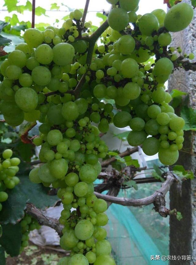 葡萄大小粒，产量品质双降低！7种诱发原因、8种防治方法记心底