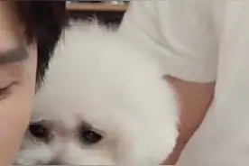 李佳琦狗狗还是要科学喂养的好图片