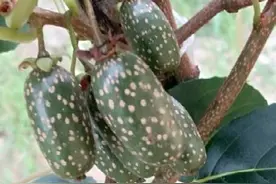 川北地区猕猴桃新品种‘京梨一号’的选育及果实经济性状图片