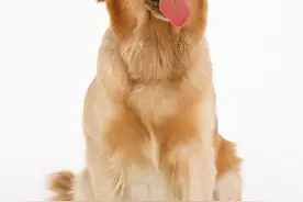 金毛寻回犬 被誉为狗界暖男般的存在图片