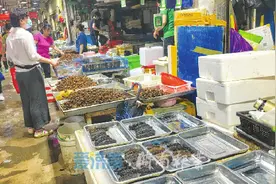 济南报业记者探访济南海参市场：海参价格差距大，野生比养殖受追捧图片