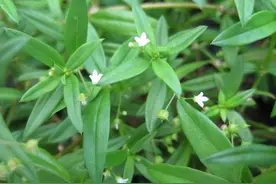 白花蛇舌草，名字很奇怪，却有多种抗癌成分，你听说过吗？图片