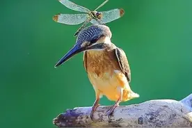 自由和不自由其实是一回事，只是做事情的先后顺序不同！图片