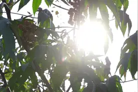 棉农心中的“棉花糖”，有没有甜到你？图片
