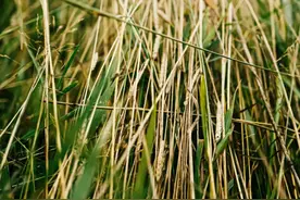 人生，从放下开始图片