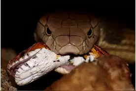 唯一会筑巢的蛇类，蛇类中最睿智的存在，世界最长毒蛇—眼镜王蛇图片