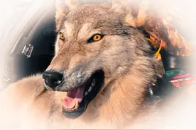 极度恐慌：北大荒打狼轶事图片