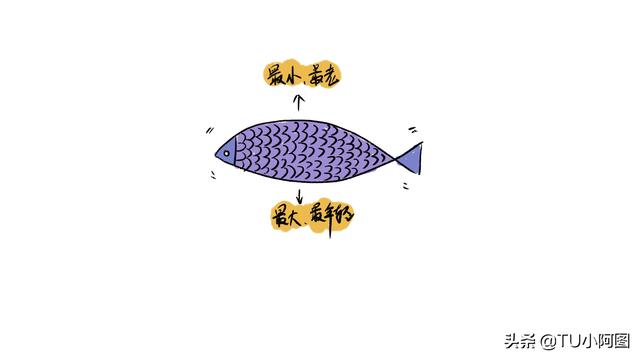 看鱼鳞可以知道鱼的年龄吗