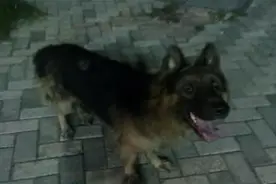 女子收养流浪狗，遭婆婆嫌弃，流浪狗夜里大叫不止，竟救了一家人图片