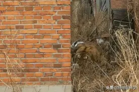 吉林市民频频偶遇东北虎，野生东北虎会主动攻击人吗？图片