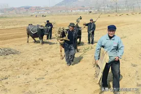 生产队时期，种地人多且天天出工，粮食产量为什么那么低？图片