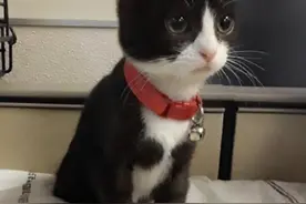 小猫被人割掉双耳，被好心女子收养，几个月后收获了一枚小可爱图片