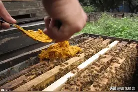 养蜂就要喂蜂，要让蜂吃好发展快，就要根据目的区别对待图片