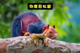 通常仅在某一个地方存在的7种迷人的动物图片