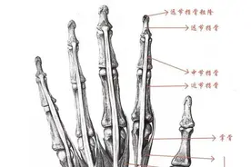 手部如何画？新手入门画手部的技巧图片