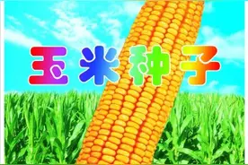 选购玉米种子有技巧，教你如何快速正确选购玉米种子图片