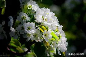 苏轼的梨花，人生看得几清明，这里的“清明”是指梨花还是节气？图片