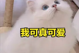 养猫前要准备些什么，看看你买了多少一次都用不上的图片