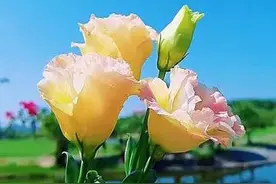 别打扰一个心里没你的人图片