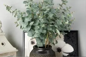 尤加利，让您的呼吸更清新图片