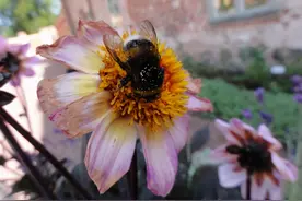 八卦！大黄蜂会花时间去寻找最好的花图片