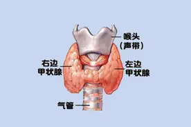 甲功报告的解读要点图片