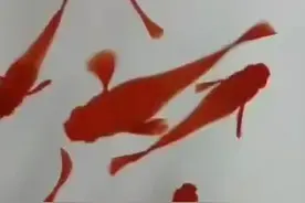 鸿运当头鱼的喂养图片