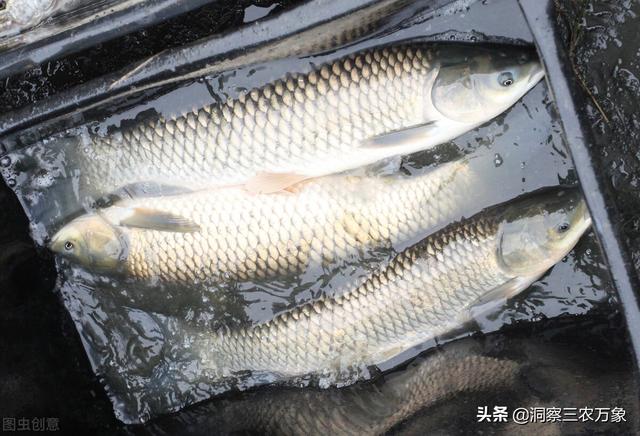 想要养鱼不发愁，正确使用黄粉很关键，这些问题黄粉都可以解决