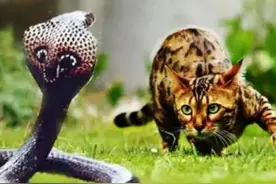 惊悚！猫在洞口等老鼠，却等出来一条肚子鼓鼓的蛇，为啥呢？图片