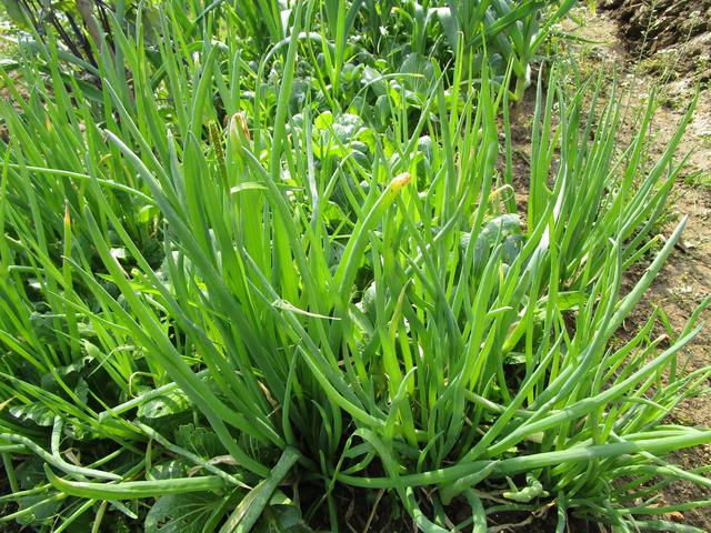 蔬菜档案调味类(1)小葱