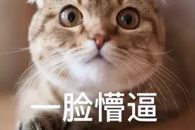 猫如其人是真的吗？图片