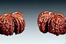 连体核桃是文玩核桃中的异型，价值自然不菲，一对价值10万元视频封面