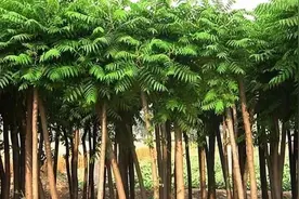 明年楸树需求量将爆发式增长，掌握这项技术，苗木人可占据商机图片