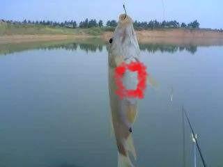 鱼鳞下面的寄生虫鱼可以吃吗