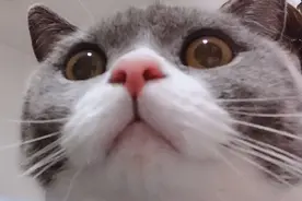 可爱猫咪在线卖萌：一只沙雕呆萌的喵星人图片