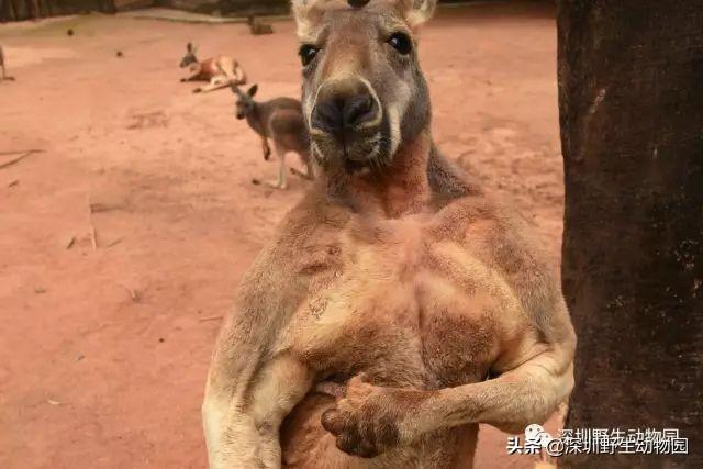 “高质量”求爱大作战，果然画风清奇