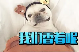 自带“香气”的6种狗狗，很适合家养，有你家狗吗图片