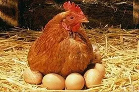 故事：母鸡下蛋还债图片