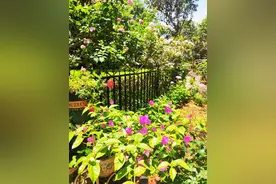 多花10万买下一楼小院，3年后，当初反对我买一楼的朋友眼红了图片