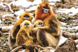 川金丝猴：灵长类动物中的“颜值担当”图片