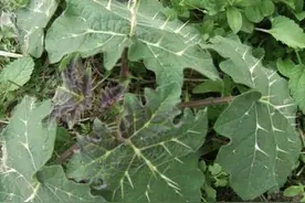 山坡下，1种植物叶片有刺，被称为“刺天茄”，结出黄果子，珍贵图片