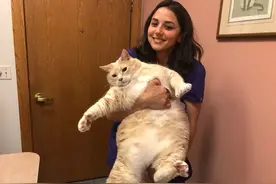 “流浪猫Plus”走上减肥路只为救命，你家猫咪胖了吗？图片