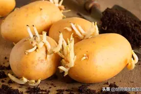 发芽的土豆、生姜、红薯、花生还能吃吗？幸亏知道的早，涨知识了图片