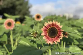 近处也有风景，雨后清晨上班路上随拍图片