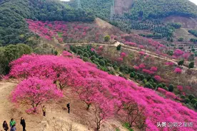 宁波第一免费赏梅地，梅开成海，春节打卡地图片
