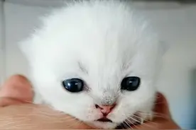 猫是可以教育好的图片