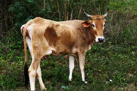 牛瘦吃什么容易长胖？瘦牛怎么样才能胖起来？试试这样给牛催肥图片