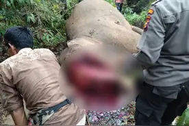 纯粹虐杀？印尼大象惨死，面部被肢解血肉模糊，值钱象牙却没偷走图片
